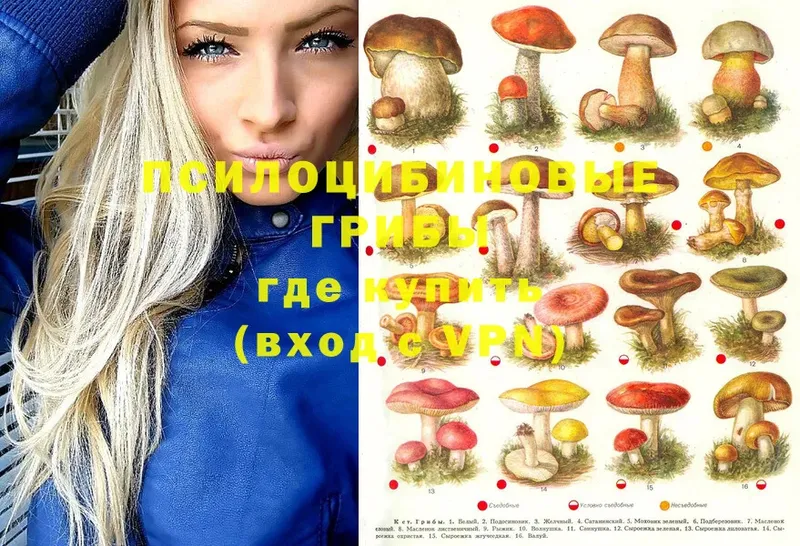 где можно купить наркотик  Нефтекумск  OMG   Галлюциногенные грибы Magic Shrooms 